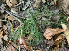 Allium vineale