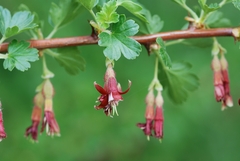Ribes roezlii
