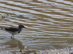Charadrius tricollaris