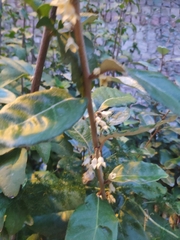 Elaeagnus pungens