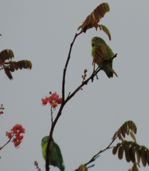 Forpus xanthopterygius