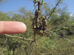 Parawixia bistriata