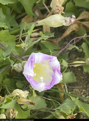 Ipomoea jicama