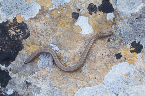 Greek Snake Skink