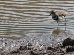 Charadrius tricollaris