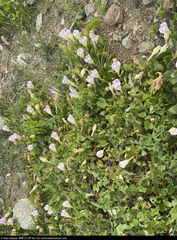 Ipomoea jicama