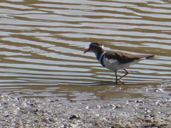 Charadrius tricollaris