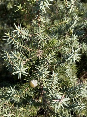 Juniperus oxycedrus