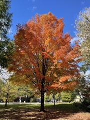 Acer saccharum