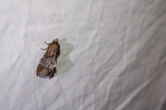 Dasylophia thyatiroides