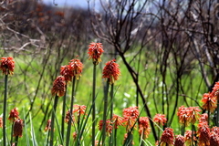 Kniphofia uvaria
