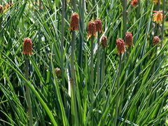 Kniphofia uvaria