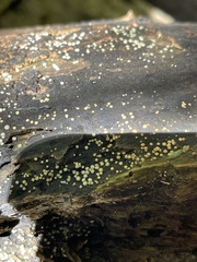 Trichoderma