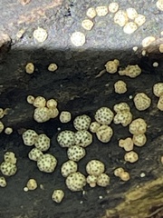 Trichoderma