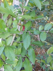Ligustrum obtusifolium