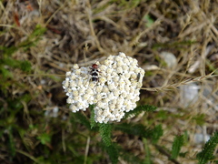 Chlorophorus trifasciatus