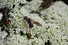 Ceropales maculata