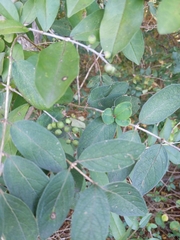 Ligustrum obtusifolium