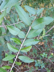 Ligustrum obtusifolium