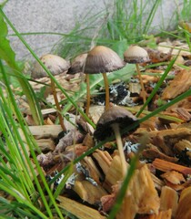 Entoloma