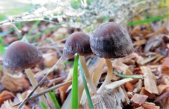 Psathyrella