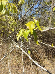 Forestiera acuminata
