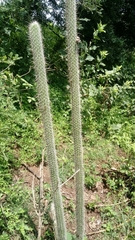 Nyctocereus serpentinus