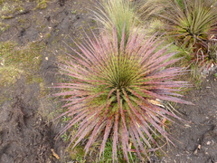 Puya clava-herculis