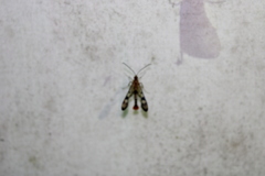 Synanthedon acerni
