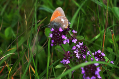 Coenonympha glycerion