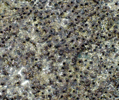 Dendropoma gregarium