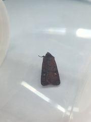 Xestia xanthographa