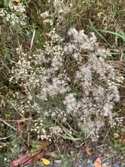 Eupatorium torreyanum