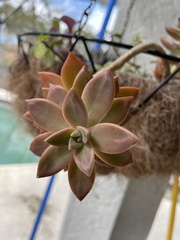 Graptopetalum