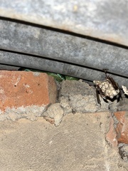 Philothamnus occidentalis