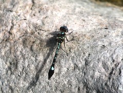 Macrothemis pseudimitans