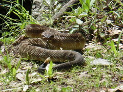 Crotalus molossus molossus