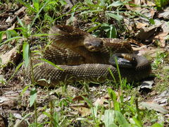 Crotalus molossus molossus