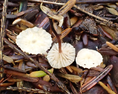 Mycetinis scorodonius