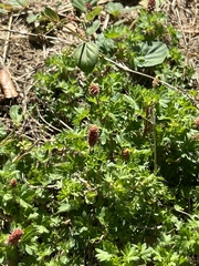 Acalypha radians