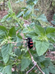 Hycleus biundulatus