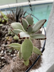 Kalanchoe tomentosa