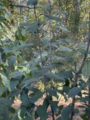 Cartrema americana