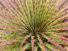 Puya clava-herculis