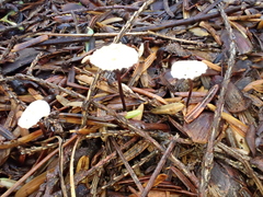 Mycetinis scorodonius