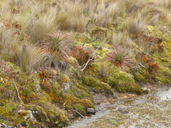 Puya clava-herculis
