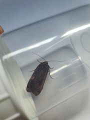 Noctua pronuba