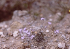 Malcolmia chia