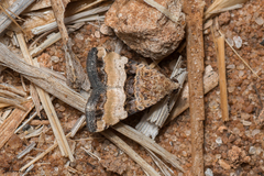 Pseudozarba bipartita