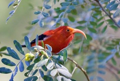 Drepanis coccinea